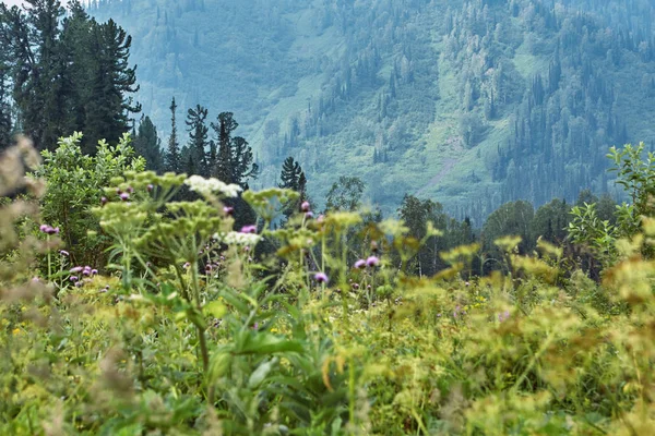 Journée d'été dans la prairie au pied de la montagne . — Photo