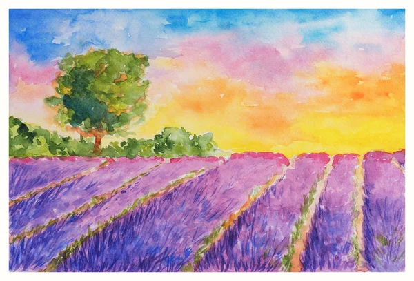 Zomer Landschap Bloeiende Violet Lavendel Veld Één Boom Bij Zonsondergang — Stockfoto