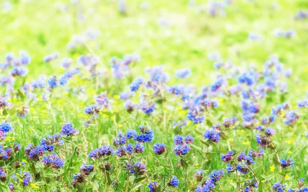 Herbe Verte Petite Frontière Fleurs Champ Bleu Comme Fond Naturel — Photo