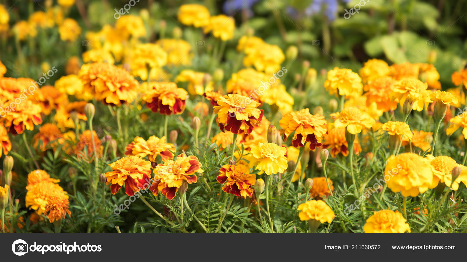 Summer Sunlight Scene Beautiful Marigold Flowers Green Grass Background Wide Stock Photo C Geshaft 211660572,What A Beautiful Name Piano Chords Key Of C