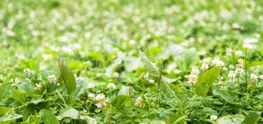 Güneşli yaz günü, Soft Focus, çim zemin üzerine yeşil bitki kenarlık