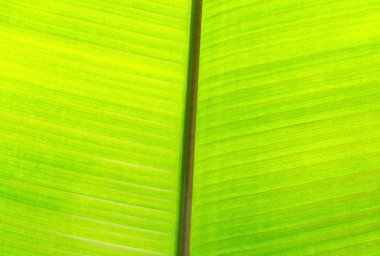 Muz ağacı yaprak makro çekim. Çiçek doku