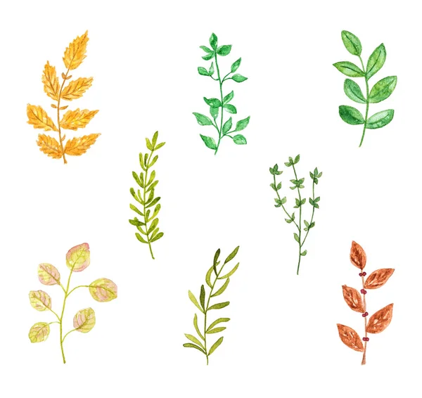 Ensemble Diverses Herbes Plantes Aquarelle Dessinée Peinte Main Isolée Sur — Photo