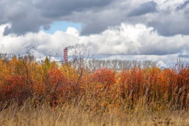 Endüstriyel sonbahar manzara: Çalılar ve çalılar bitki arka plan bulutlu gün üretim üzerinde kırmızı yeşillik ile