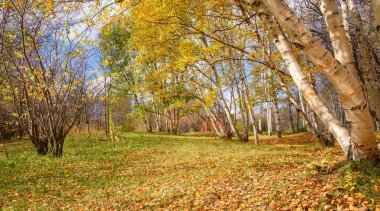 Sonbahar Panorama: Sonbahar orman Şehir Parkı pitoresk sahne olarak altın yaprakları ile