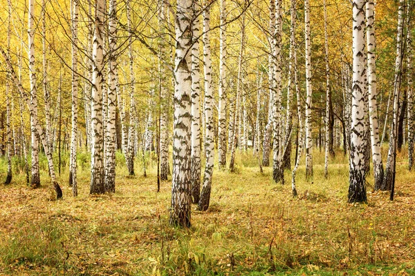 Paesaggio Autunnale Foresta Betulle Con Fogliame Dorato Sunny Day Settembre — Foto Stock