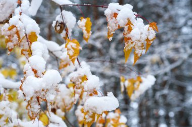 Sonbahar sahne: Ağaç dalı altın ve turuncu ile geç bırakır sonbahar tarafından ilk kar kaplı. Ekim ayında ateş.