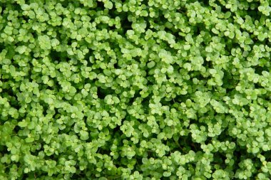 Yeşil çim çim doğal arka plan olarak güneşli yaz gün