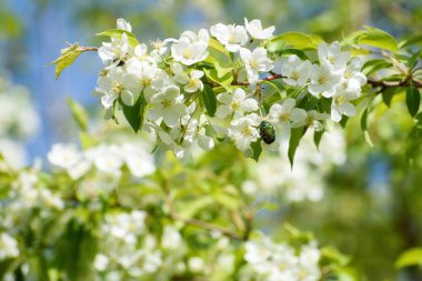 Bahar sahne: Çiçek açan elma ağacı dalı küçük böceği ile