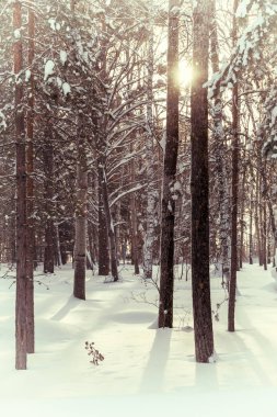Kış manzarası: Gün ortasında güneş ormandaki ağaçlar grubu aracılığıyla görünür olduğunu.
