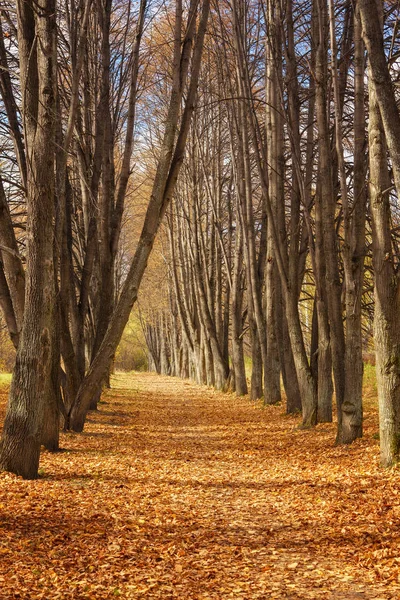 Paysage D Automne Belle Ruelle Rurale D Automne Dans La Grande Foret De Peupliers Bouleau Feuillage Stock Photo