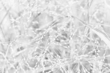 yaprak ve ot köklerini doku