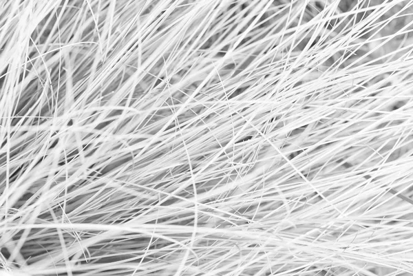 Textura Das Folhas Caules Gramíneas — Fotografia de Stock