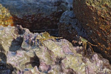 Tayland kıyı taşlarla yatay yukarı kapatın