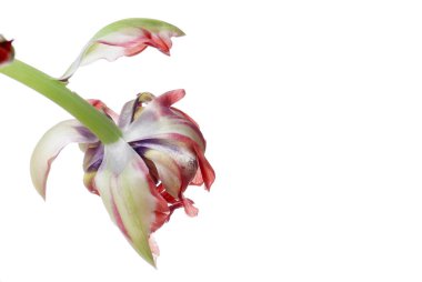 kırmızı lale beyaz izole kapatmak