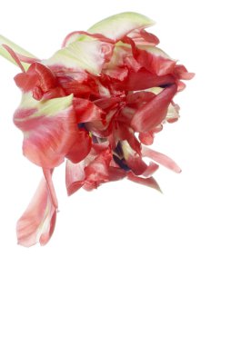 kırmızı lale beyaz izole kapatmak