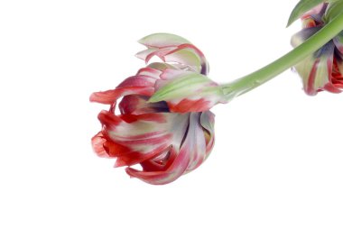 kırmızı lale beyaz izole kapatmak