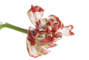 beyaz izole kırmızı soluk Lale kadar kapatın