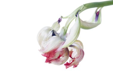 beyaz izole kırmızı soluk Lale kadar kapatın