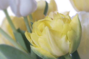 Beyaz ve Sarı Lale beyaz izole kapatmak