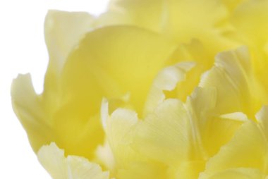 Sarı Lale beyaz izole kapatmak
