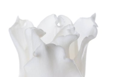 Beyaz Lale beyaz izole kapatmak