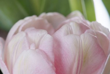 Pembe Lale beyaz izole kapatmak