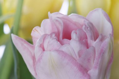 Pembe Lale beyaz izole kapatmak