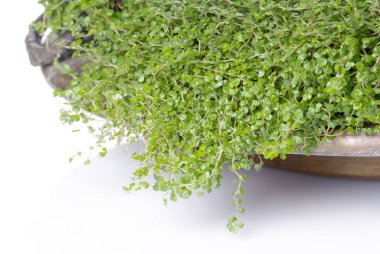 Helxine soleirolii beyaz izole kase