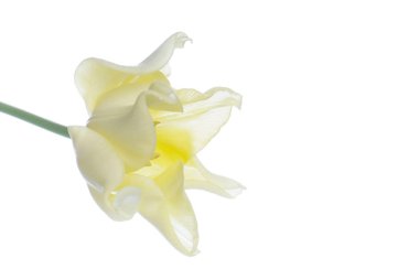 Sarı Lale beyaz izole kapatmak