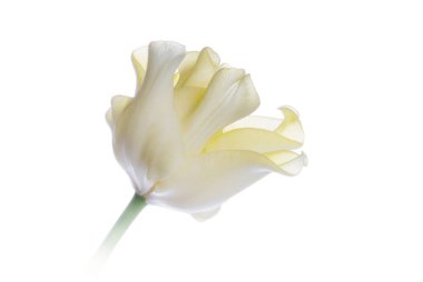 Sarı Lale beyaz izole kapatmak