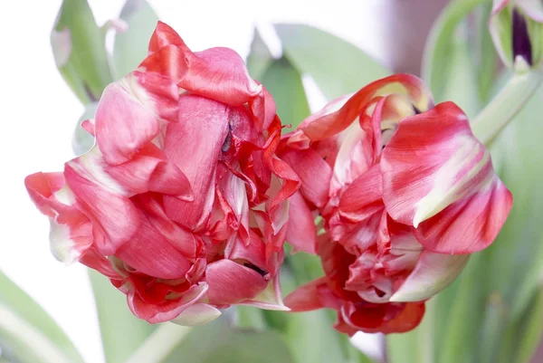 Primer plano tulipán rojo aislado en blanco — Foto de Stock