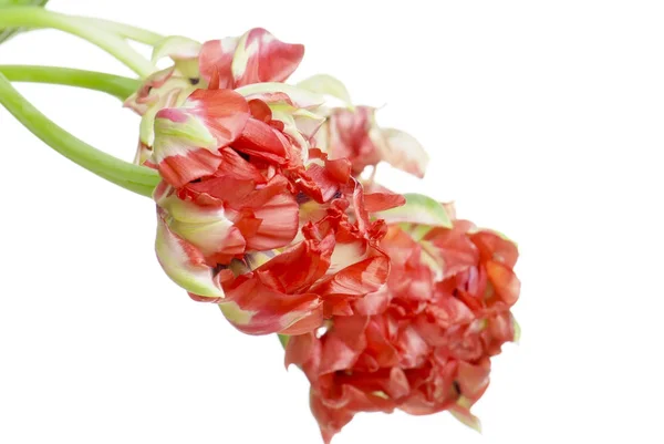 Tutup tulip merah yang diisolasi pada warna putih — Stok Foto