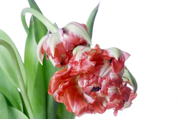 Stäng upp röda tulip isolerad på vit — Stockfoto