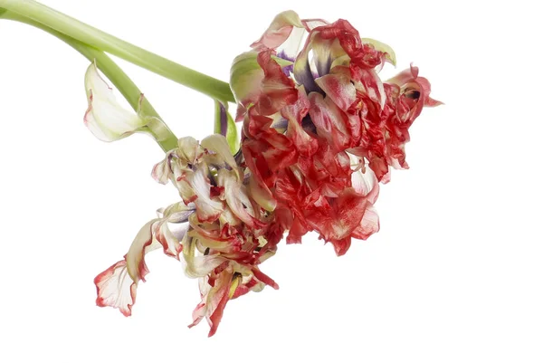 Close up red faded tulip isolated on white — Stock Photo, Image