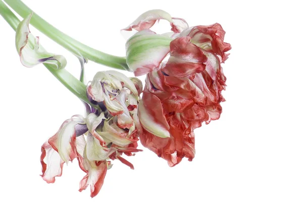 Nahaufnahme rot verblasste Tulpe isoliert auf weiß — Stockfoto