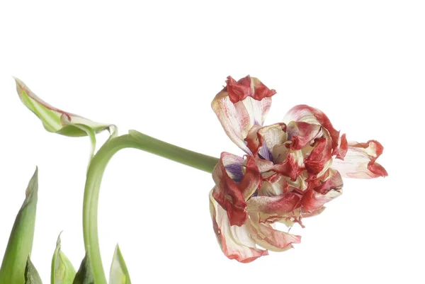 Close up red faded tulip isolated on white — Stock Photo, Image