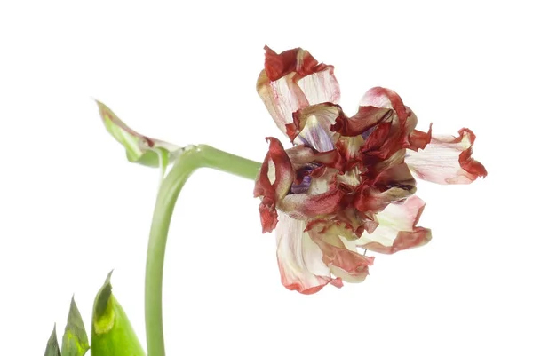 Gros plan tulipe fanée rouge isolée sur blanc — Photo