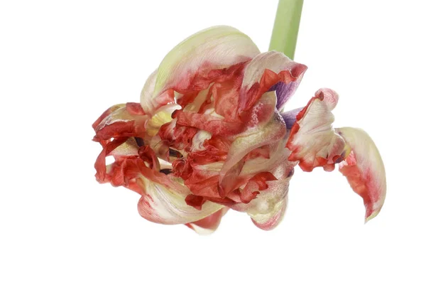 Close up red faded tulip isolated on white — Stock Photo, Image