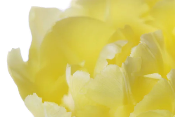 Close up yellow tulip isolated on white — Stock Photo, Image