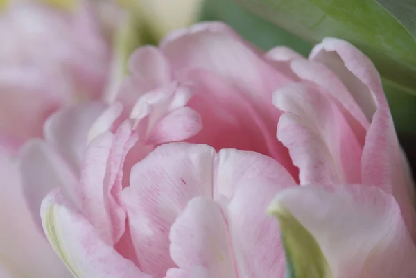 Primer plano tulipán rosa aislado en blanco — Foto de Stock