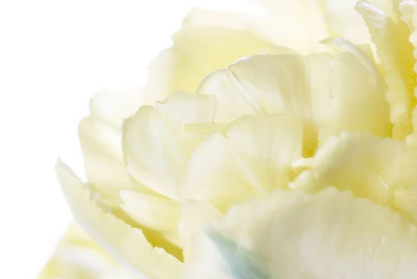 Close up yellow tulip isolated on white — Stock Photo, Image
