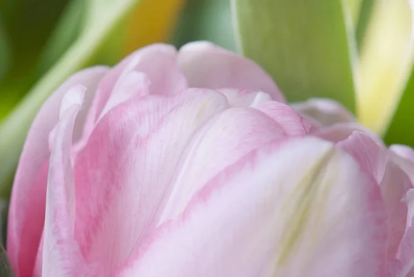 Primer plano tulipán rosa aislado en blanco — Foto de Stock