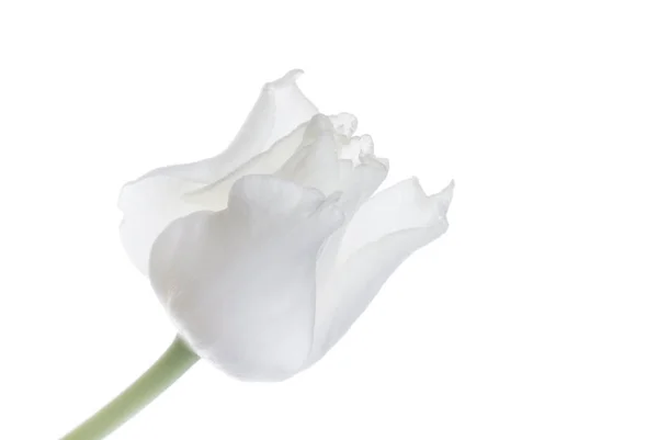 Close up white tulip isolated on white — Stock Photo, Image