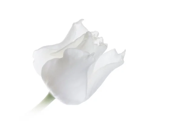 Close-up van witte tulp geïsoleerd op wit — Stockfoto