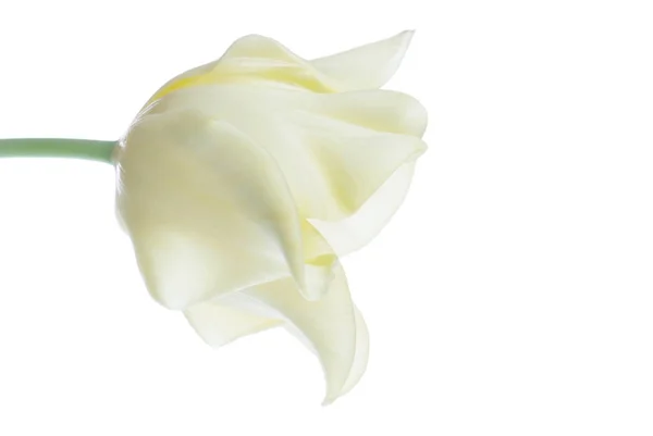 Close-up van gele tulp geïsoleerd op wit — Stockfoto