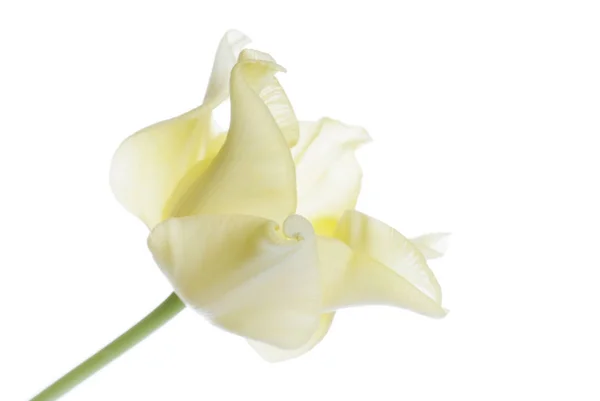 Close-up van gele tulp geïsoleerd op wit — Stockfoto