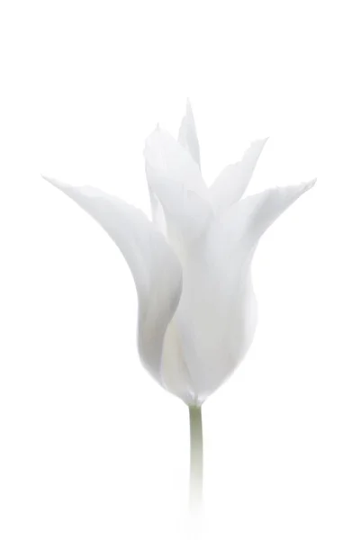 Закрыть белый тюльпан изолирован на белом — стоковое фото