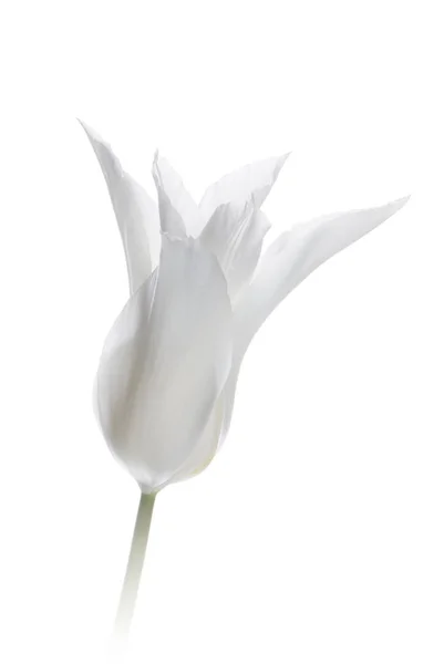 Gros plan tulipe blanche isolée sur blanc — Photo