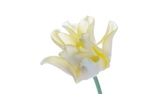 Close-up van gele tulp geïsoleerd op wit — Stockfoto